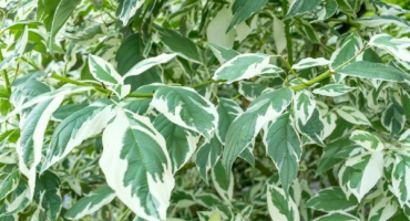 Ficus starlight - jak udržet doma